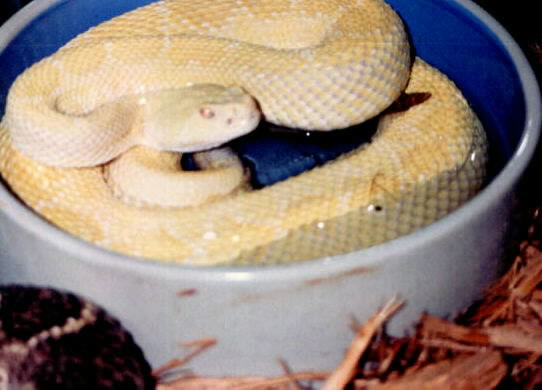 Male Albino Western 3.jpg [34 Kb]